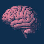 This Unique Diet Could Slow Your Brain Aging by Over 2 Years, Study Suggests : ScienceAlert