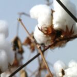 WFW advises lenders on €100m West Africa cotton financing