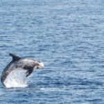 Tracking the Mysterious Journey of Risso’s Dolphins in Greece