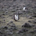 BLM abandoned best-available science for Wyoming, Montana sage grouse, lawsuit argues