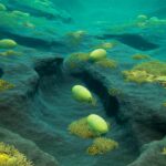 Scientists Stunned: Colossal Eggs Discovered 3,500 Meters Beneath an Active Volcano