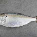 On Menhaden: Time to Do the Science