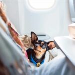 Special flight for Greeks with pets stranded in Dubai, says MFA Greek City Times
