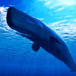 Scientists Capture Sperm Whales Headbutting in Stunning New Footage