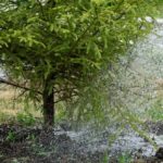 Water the roots – Church News