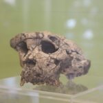 Luskin on Error Versus Deception in Human Origins Discussions