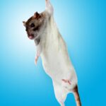 A gut microbe linked to the Mediterranean diet boosts muscle strength in mice