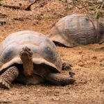 Slow Breaking News: A Giant Tortoise Revival