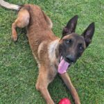 Injured Greece police K-9 finds new forever home with Army veteran