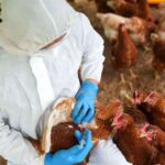 Scientists have identified major global hotspots for avian flu