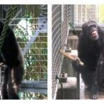 Chimpanzee turns floorboards into drums, hinting at music’s origins