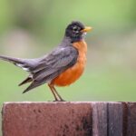 4 myths about backyard birds, debunked