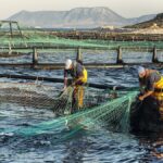 Cooke enters preliminary agreement to acquire Avramar Greece debt