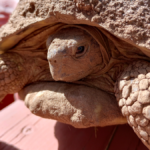 Volunteers finally find Betty White—the rescue tortoise