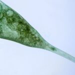 These Creatures Have One Cell and No Brain. Scientists Say They Can Learn.