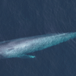 Marine biologists spot rare blue whales off Massachusetts coast