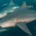 Bull sharks make ‘friends’—and prefer females to males