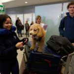 Greece launches animal airlift to evacuate pets and their owners from the Middle East