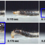 Scientists Reveal How Cat Flea Larvae Crawl