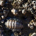 Scientists Accidentally Discovered a Brand-New Species of Living Fossil