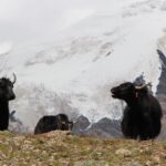 Shokay and the Yak: Farm-to-Fashion