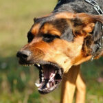 German Tourist in ICU After Dog Pack Attack in Greece