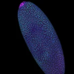 Stunning 3D maps reveal DNA is structured before life “switches on”