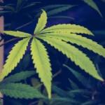 New Cannabis Group Will Help Ground Policy In Science And Patient Experience As Trump’s Rescheduling Move Advances (Op-Ed)