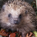 Scientists suggest modifying cars to hit fewer hedgehogs