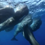 Sperm whales caught headbutting each other on camera for the first time