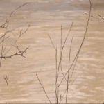 Professor of environmental science says overflows into waterways are common