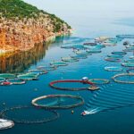 Canada’s Cooke Group lands Avramar Greece after all