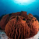 MIT study finds Earth’s first animals were likely ancient sea sponges