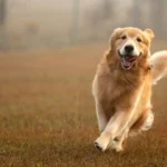 Golden Retriever genes linked to anxiety, aggression, and intelligence in humans