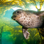 Newport’s Hatfield Marine Science Day Brings Oregon Coast Up Close and Personal