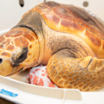 Hello Helvetica! Vets name rescued sea turtles named after fonts