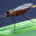 How the Hessian fly shaped early American science