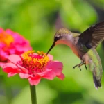Scientists just discovered bees and hummingbirds are drinking alcohol