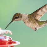 How to attract hummingbirds to your yard 