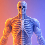 The Bone and Muscle Safety Gap That GLP-1 Megastudies Weren’t Designed to Fill