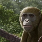 Scientists say we’ve been looking in the wrong place for human origins