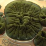 Chernobyl Fungus Seems to Have Evolved an Incredible Ability : ScienceAlert