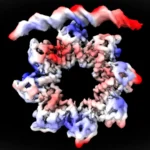 A donut-shaped protein breaks apart to start bacterial cell division