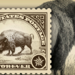 New stamp honors Yellowstone’s iconic bison
