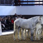 Designer Stella McCartney Features Live Horses in Paris Fashion Show