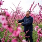 Greece’s Peach Orchards Draw Thousands to Stunning Pink Blossom Festival
