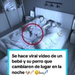 @elcomerciope Se hace viral video de un bebé y su perro que cambiaron de lugar e…