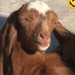 @abdul.kalam8447     …