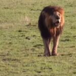 @lioncountry2024               …