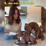 @funny.clips7548       …